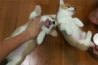 如果你想养狗，一定要看看这篇文章-3.gif