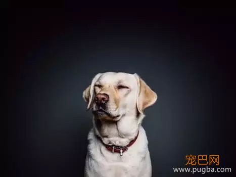 如果你想养狗，一定要看看这篇文章-7.jpeg