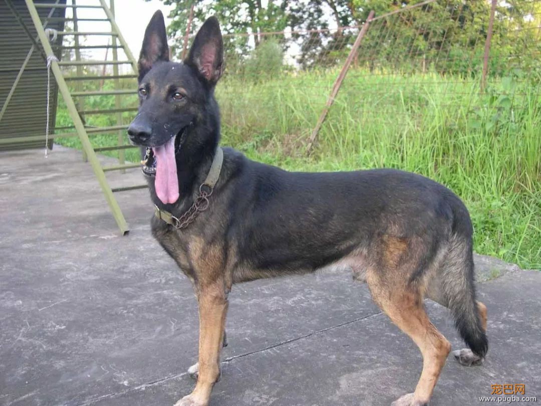警犬中毒那一刻，他毫不犹豫地为它做人工呼吸-3.jpeg