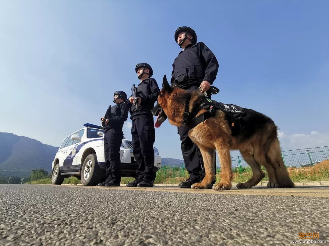 警犬中毒那一刻，他毫不犹豫地为它做人工呼吸-4.jpeg