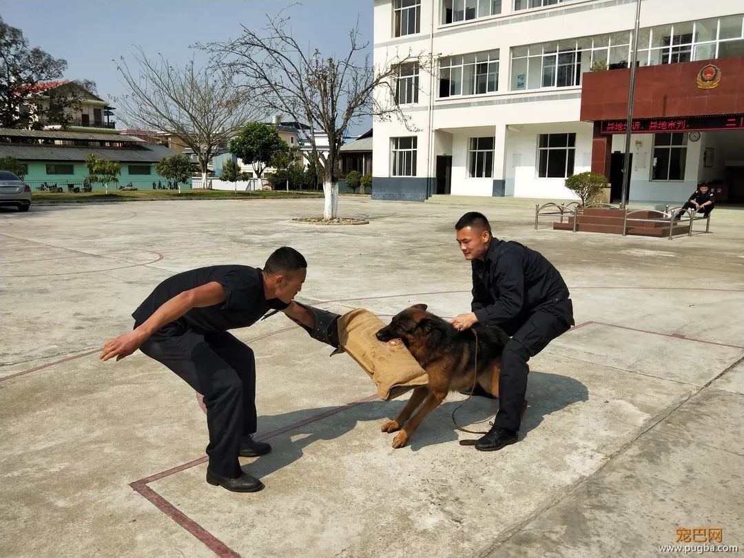 警犬中毒那一刻，他毫不犹豫地为它做人工呼吸-7.jpeg