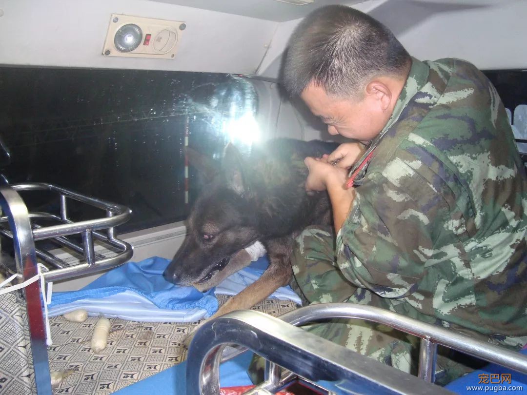 警犬中毒那一刻，他毫不犹豫地为它做人工呼吸-6.jpeg