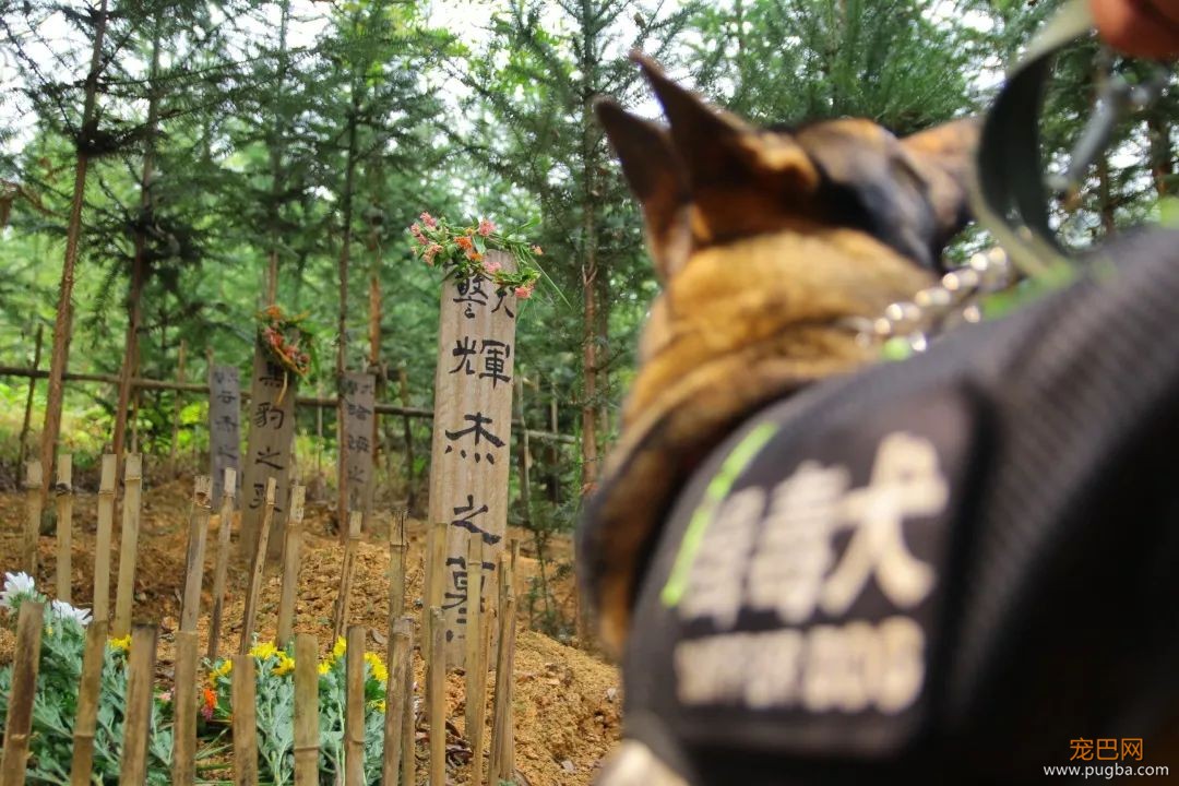 警犬中毒那一刻，他毫不犹豫地为它做人工呼吸-8.jpeg