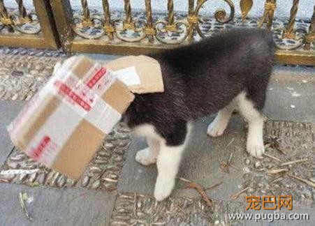 二哈拆家后被赶去看门却传来惨叫，主人跑出来时吓懵：狗头没了？-4.jpeg