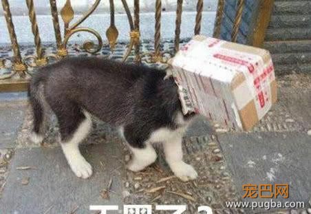 二哈拆家后被赶去看门却传来惨叫，主人跑出来时吓懵：狗头没了？-3.jpeg
