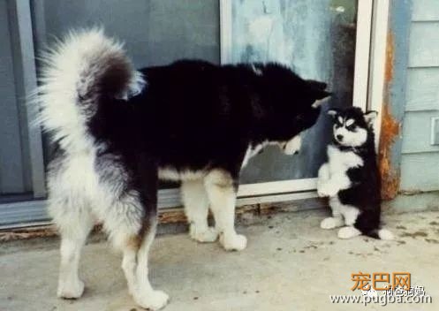 有趣的狗狗图片-7.jpeg