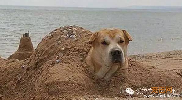 狗狗这些照片简直笑死人了-2.jpeg
