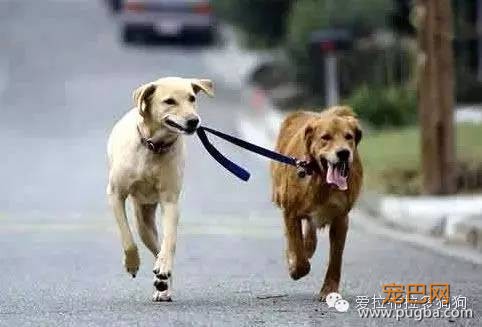 狗狗这些照片简直笑死人了-4.jpeg