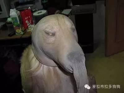 狗狗这些照片简直笑死人了-3.jpeg