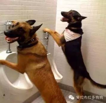 狗狗这些照片简直笑死人了-7.jpeg