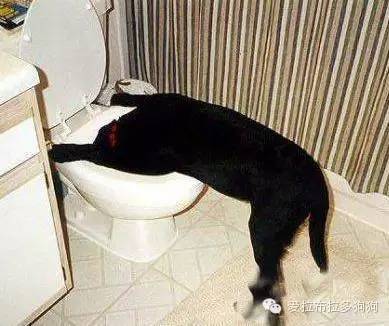 狗狗这些照片简直笑死人了-6.jpeg