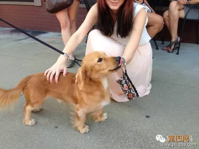 可爱的混血狗狗图片-2.jpeg