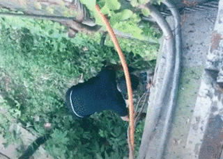 大叔冒险下悬崖救狗。网友：我做不到，所以尤其敬佩！-4.gif