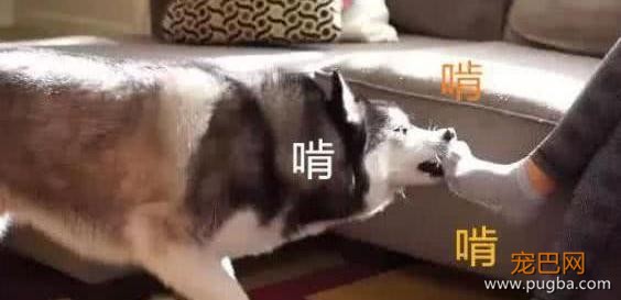 二哈拆家后被凶了一顿，主动上前帮主人脱袜子讨好，让人哭笑不得-1.jpeg