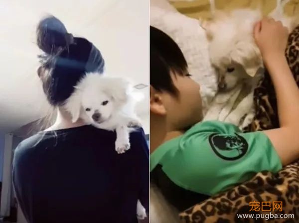 狗狗离世时，请一定不要做这件事！-1.jpeg