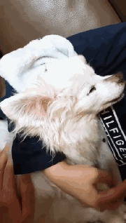 狗狗离世时，请一定不要做这件事！-2.gif