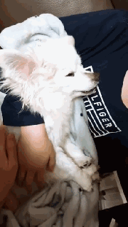 狗狗离世时，请一定不要做这件事！-3.gif