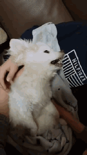 狗狗离世时，请一定不要做这件事！-6.gif