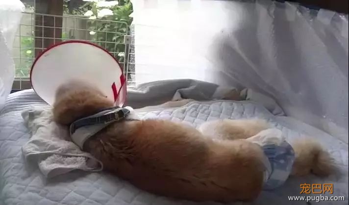 狗狗离世时，请一定不要做这件事！-10.jpeg
