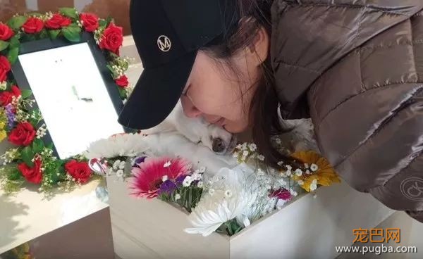 狗狗离世时，请一定不要做这件事！-8.jpeg