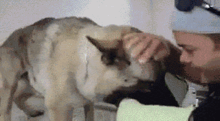狗狗离世时，请一定不要做这件事！-11.gif