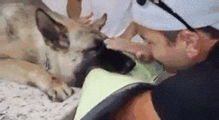 狗狗离世时，请一定不要做这件事！-12.gif