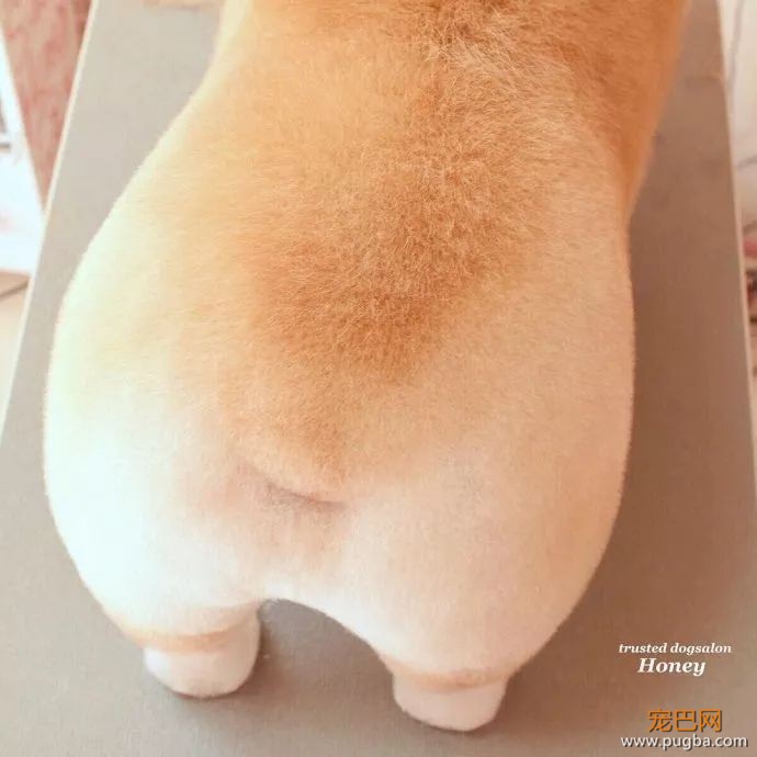 柯基屁屁过时了？这只圆润完美的柯屁表示不服！-1.jpeg