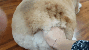 柯基屁屁过时了？这只圆润完美的柯屁表示不服！-7.gif
