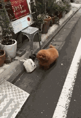 你知道吗？这样养狗其实是害了它...-3.gif