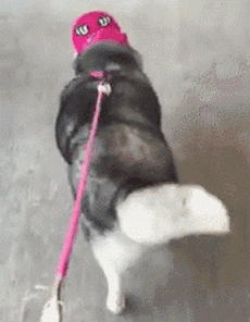 你知道吗？这样养狗其实是害了它...-2.gif