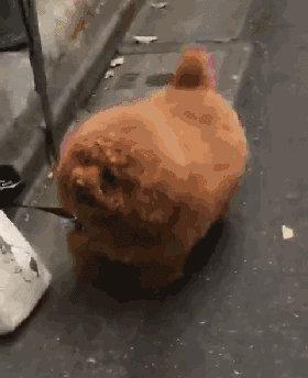 你知道吗？这样养狗其实是害了它...-4.gif