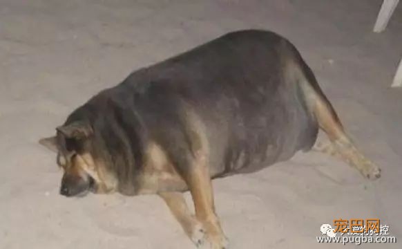你知道吗？这样养狗其实是害了它...-17.jpeg