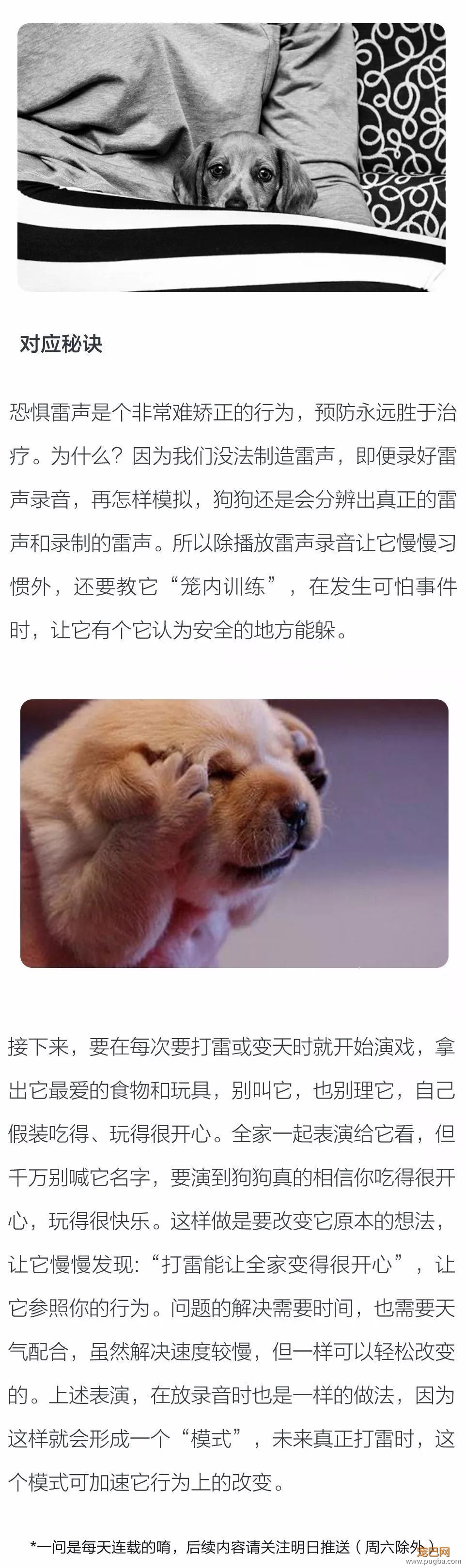 为什么狗狗害怕打雷？-2.jpeg
