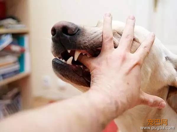 狗狗不会随便咬人！了解这10个原因，你就不会再被它咬到了...-2.jpeg
