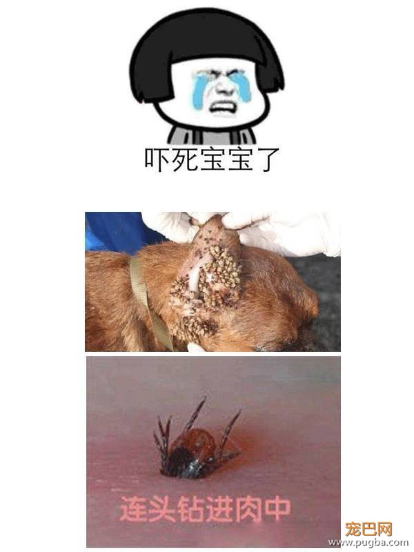 能吃的体外驱虫药来了！上市9个月卖出1亿美金，全球销量超越福来恩-1.jpeg