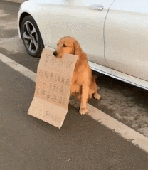 细数金毛的“妙用”，你get到了哪些？-7.gif