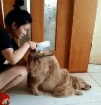 细数金毛的“妙用”，你get到了哪些？-6.gif
