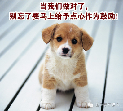 【训练】狗狗握手-5.jpeg