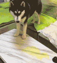 狗子乱尿尿被骂后，这货就换了个地方……-5.gif