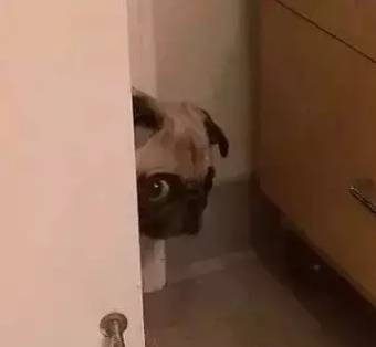 当狗狗犯了错，是考验演技的时候了-10.jpeg