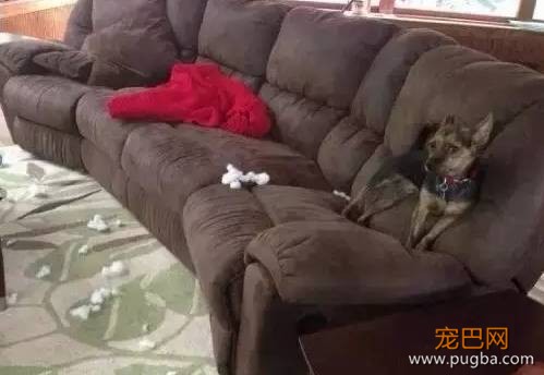 当狗狗犯了错，是考验演技的时候了-6.jpeg