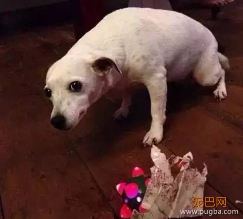 当狗狗犯了错，是考验演技的时候了-8.jpeg