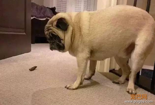 当狗狗犯了错，是考验演技的时候了-11.jpeg