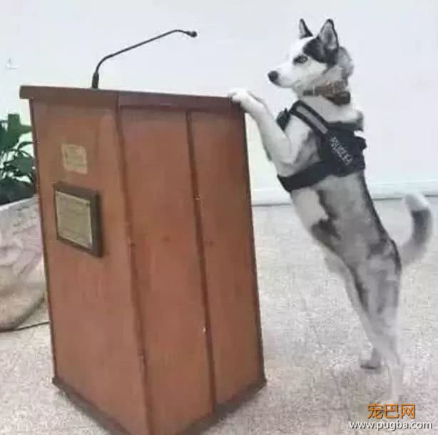 二哈成为一只光荣的警犬，看到它的发型，网友立刻就明白了-2.jpeg