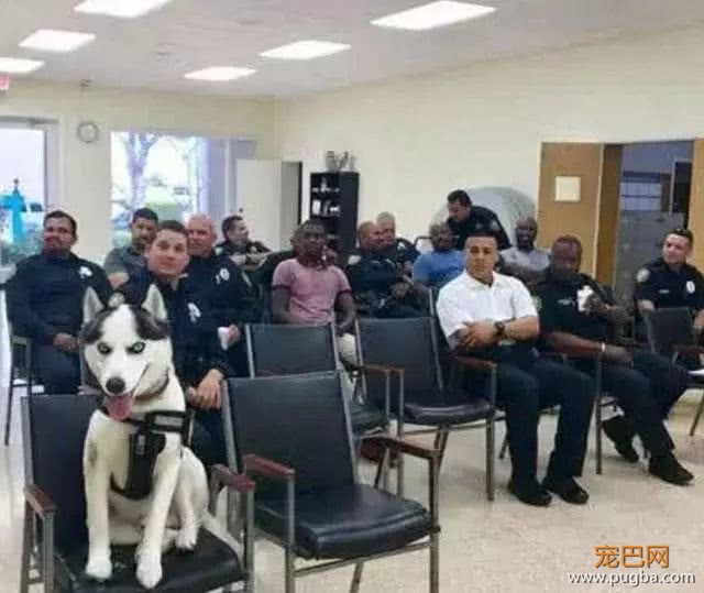 二哈成为一只光荣的警犬，看到它的发型，网友立刻就明白了-1.jpeg