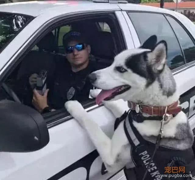 二哈成为一只光荣的警犬，看到它的发型，网友立刻就明白了-5.jpeg