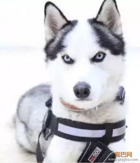 二哈成为一只光荣的警犬，看到它的发型，网友立刻就明白了-4.jpeg