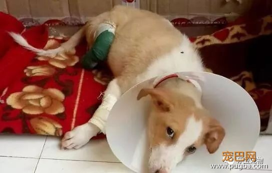 可恶兽医拿流浪狗练手截断双腿，终究遭了报应！可流浪狗……-5.jpeg