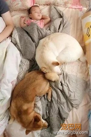两岁萌娃唱生日愉快歌，结果狗砸差点崩溃：我不过生日行不？-3.jpeg