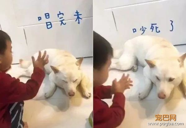 两岁萌娃唱生日愉快歌，结果狗砸差点崩溃：我不过生日行不？-5.jpeg
